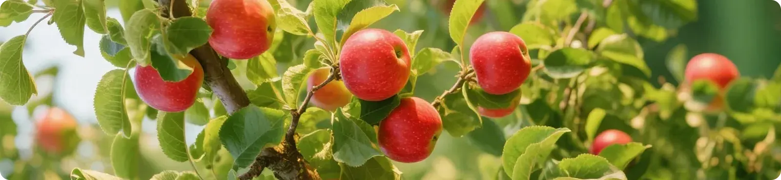 生物刺激剂类<br>BIostimulants