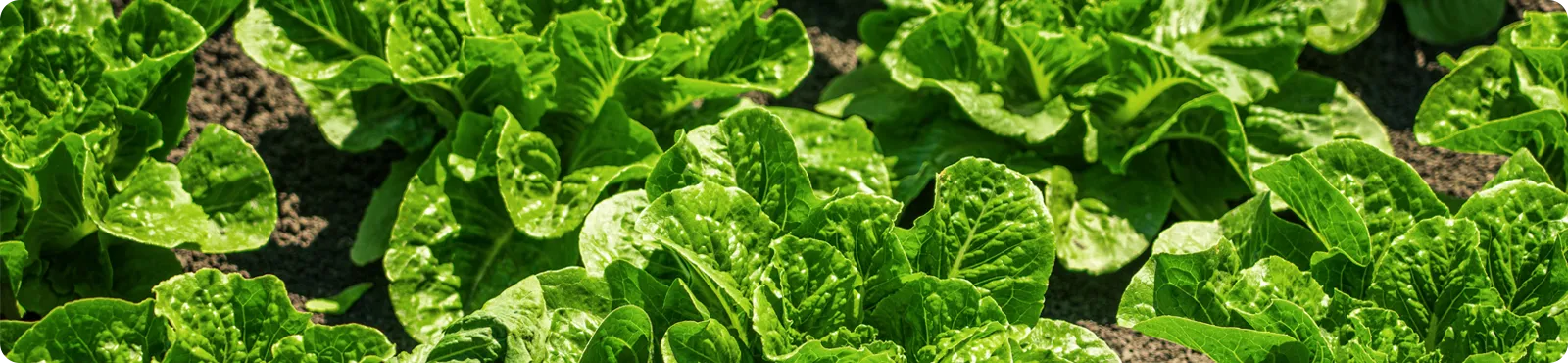 液体肥料<br>Liquid NPK