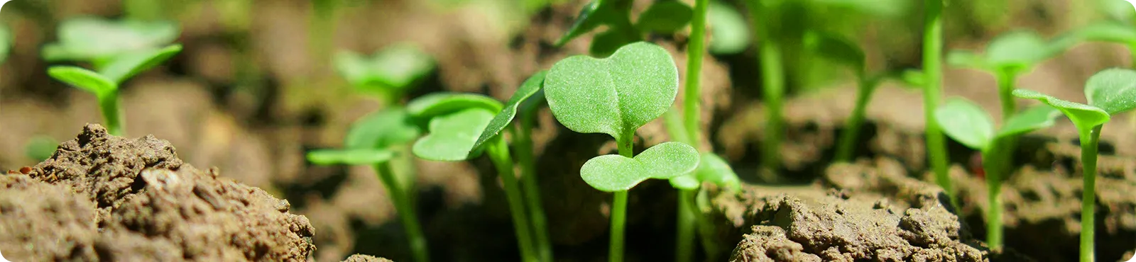 微量元素<br>Trace element fertilizer